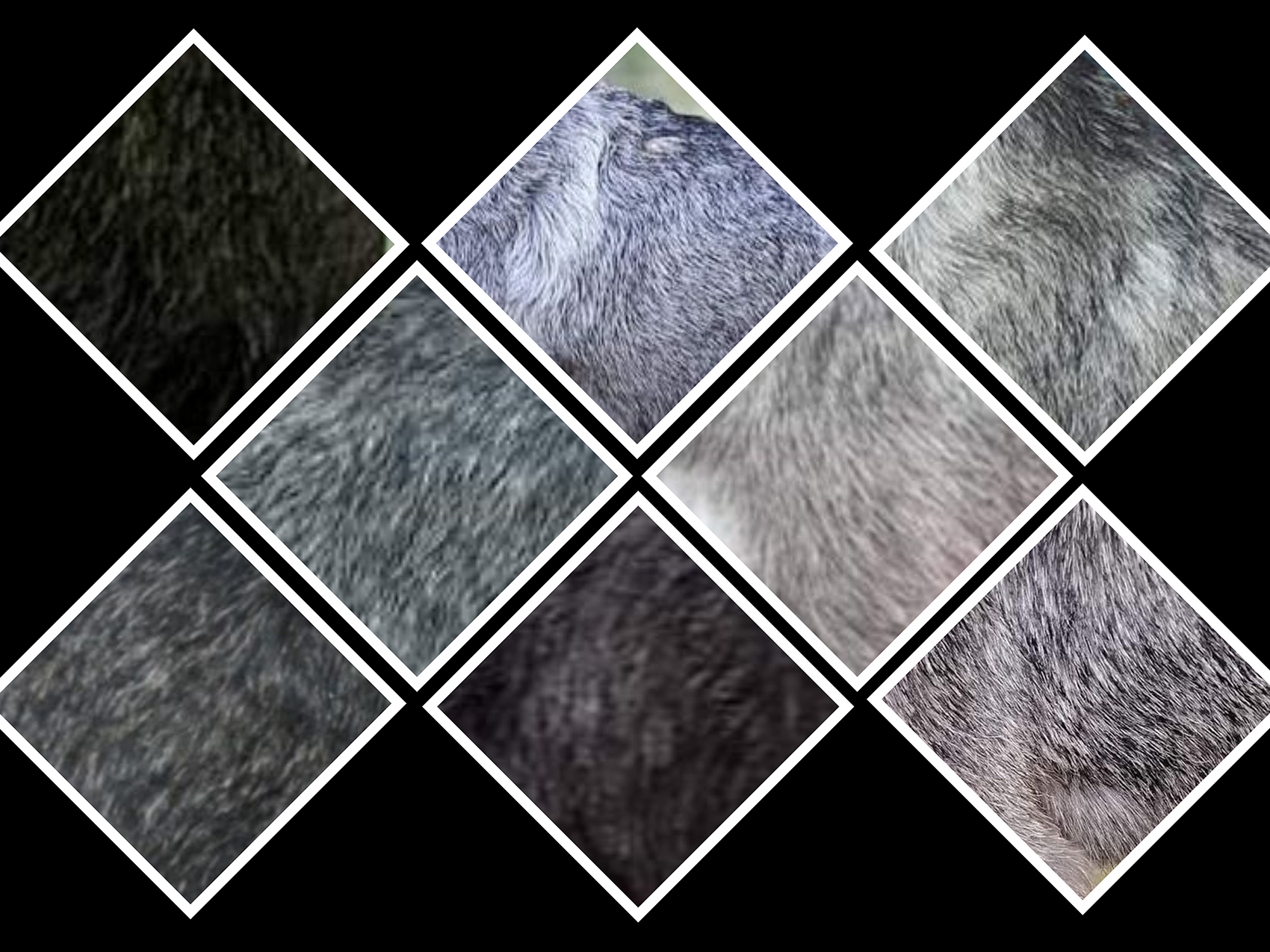Só-Bors schnauzer árnyalatai