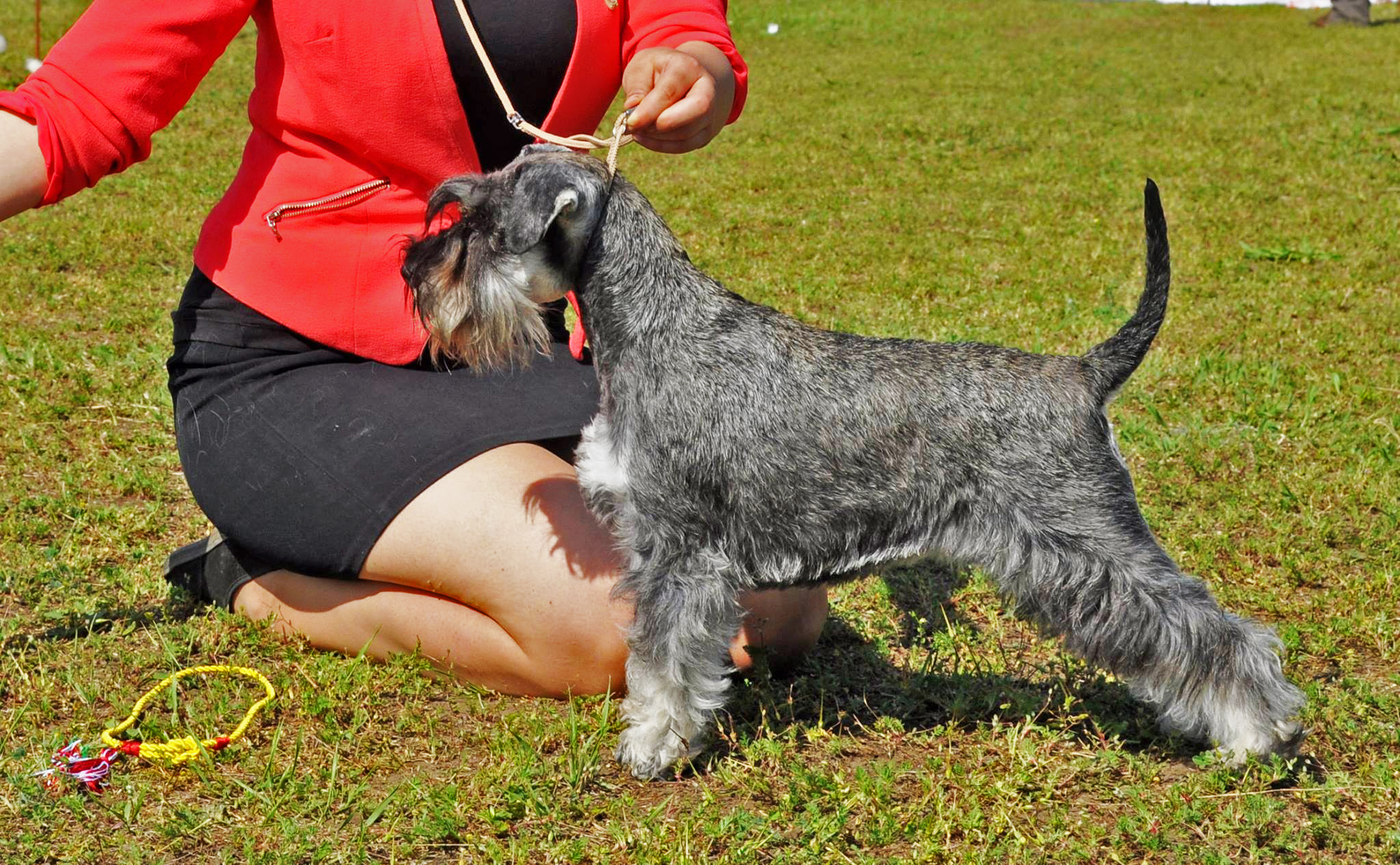 Import schnauzer