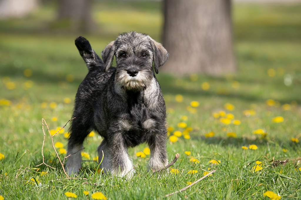 Schnauzer