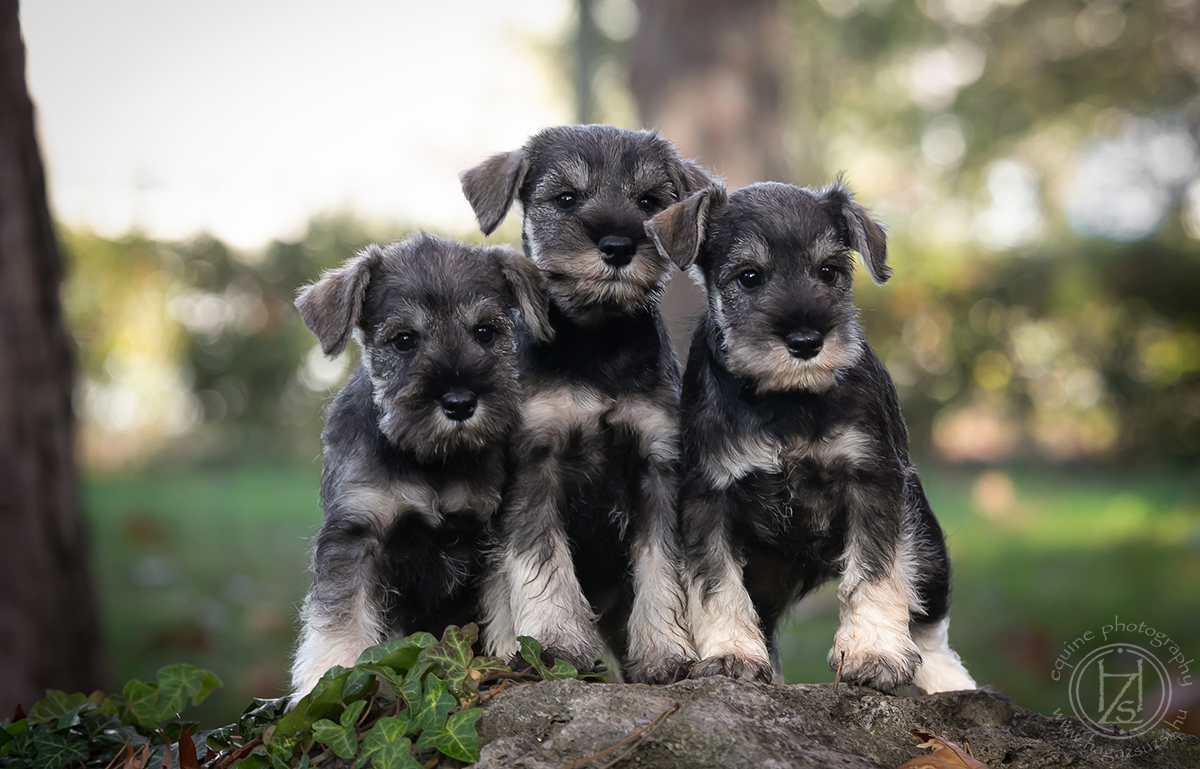 Kis schnauzerek