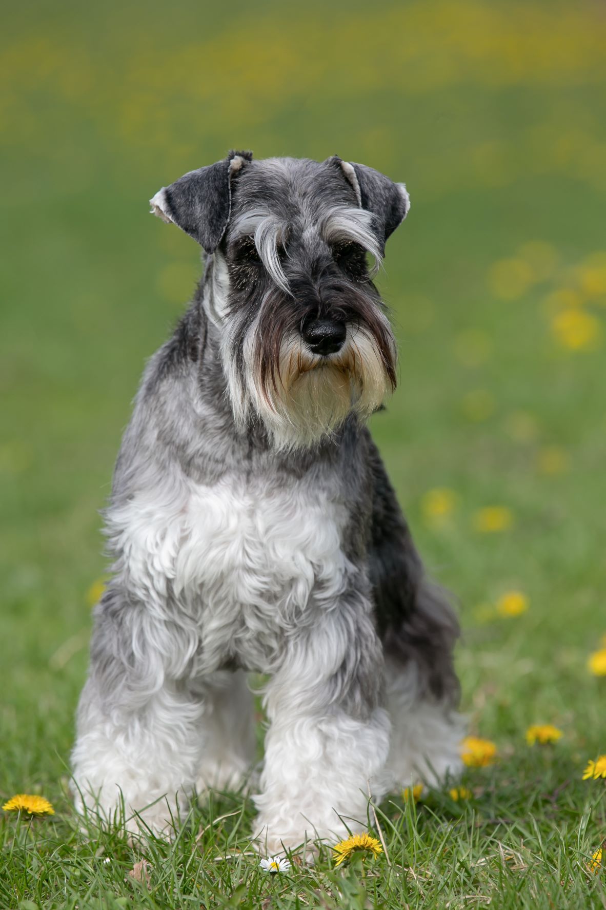 schnauzer2022 511 másolatkis