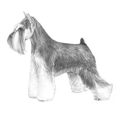 Teljes rajz miniature schnauzer