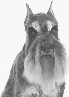 Miniature schnauzer fej