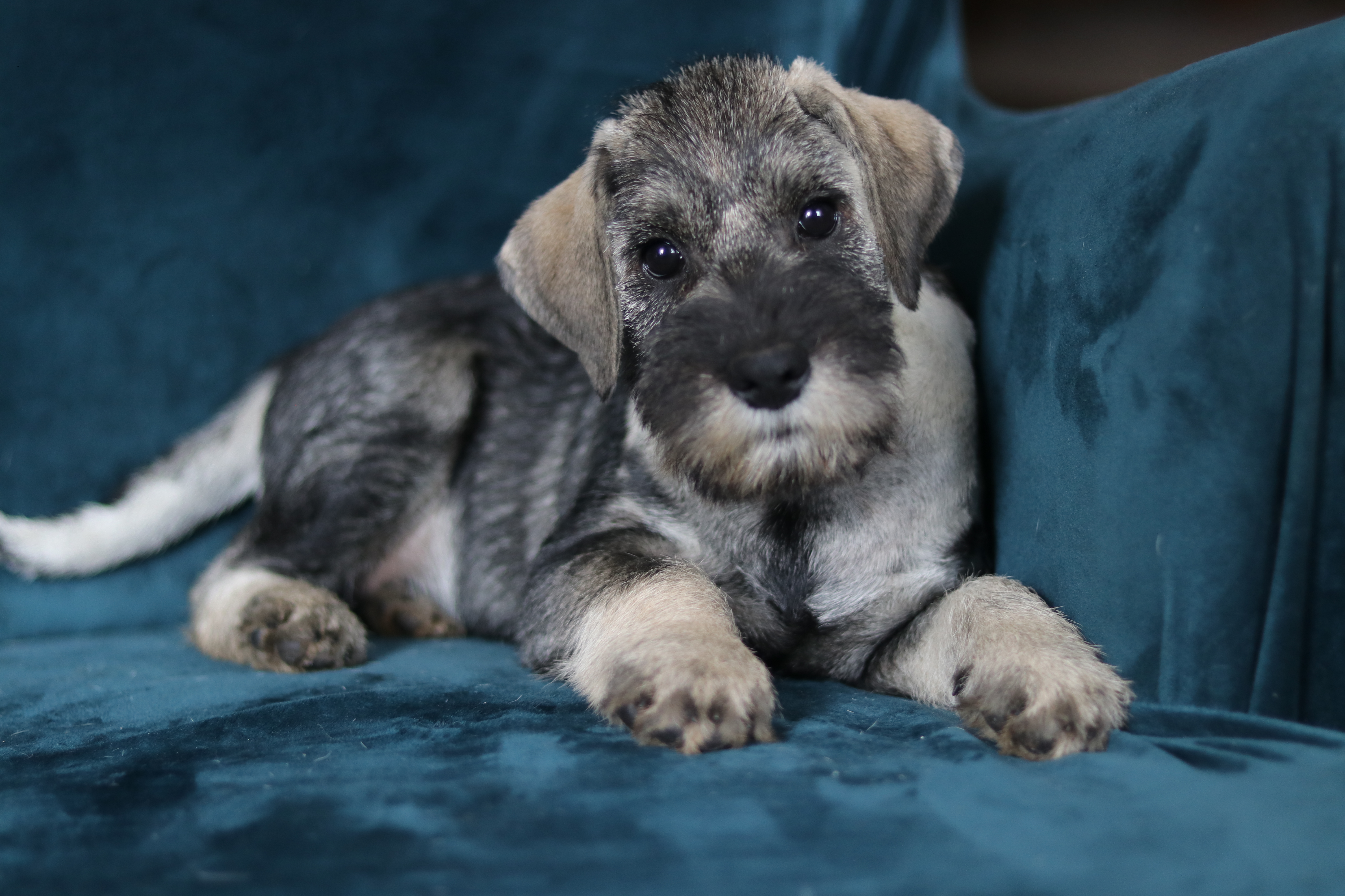 Közép schnauzer
