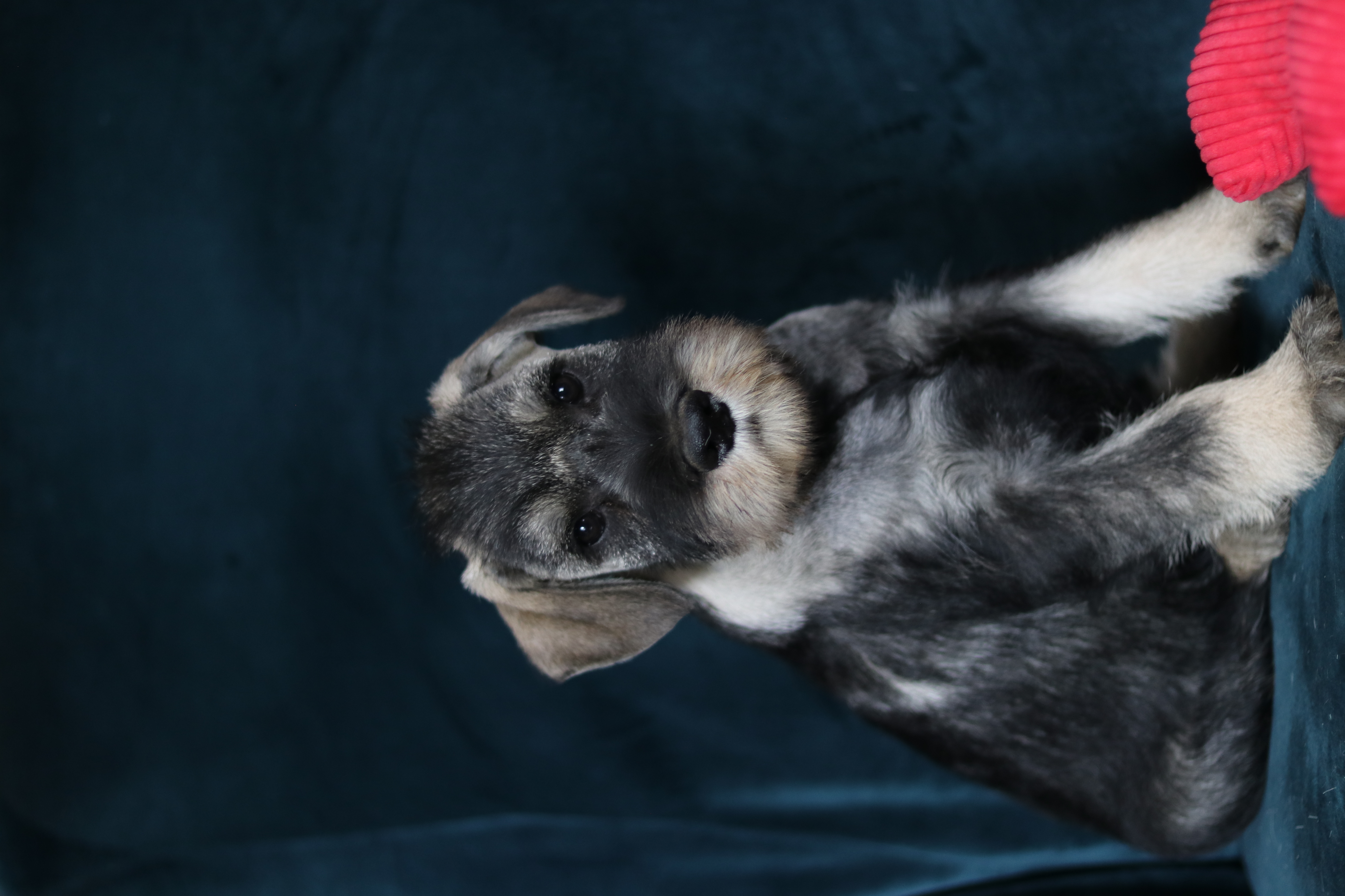 Standard Schnauzer