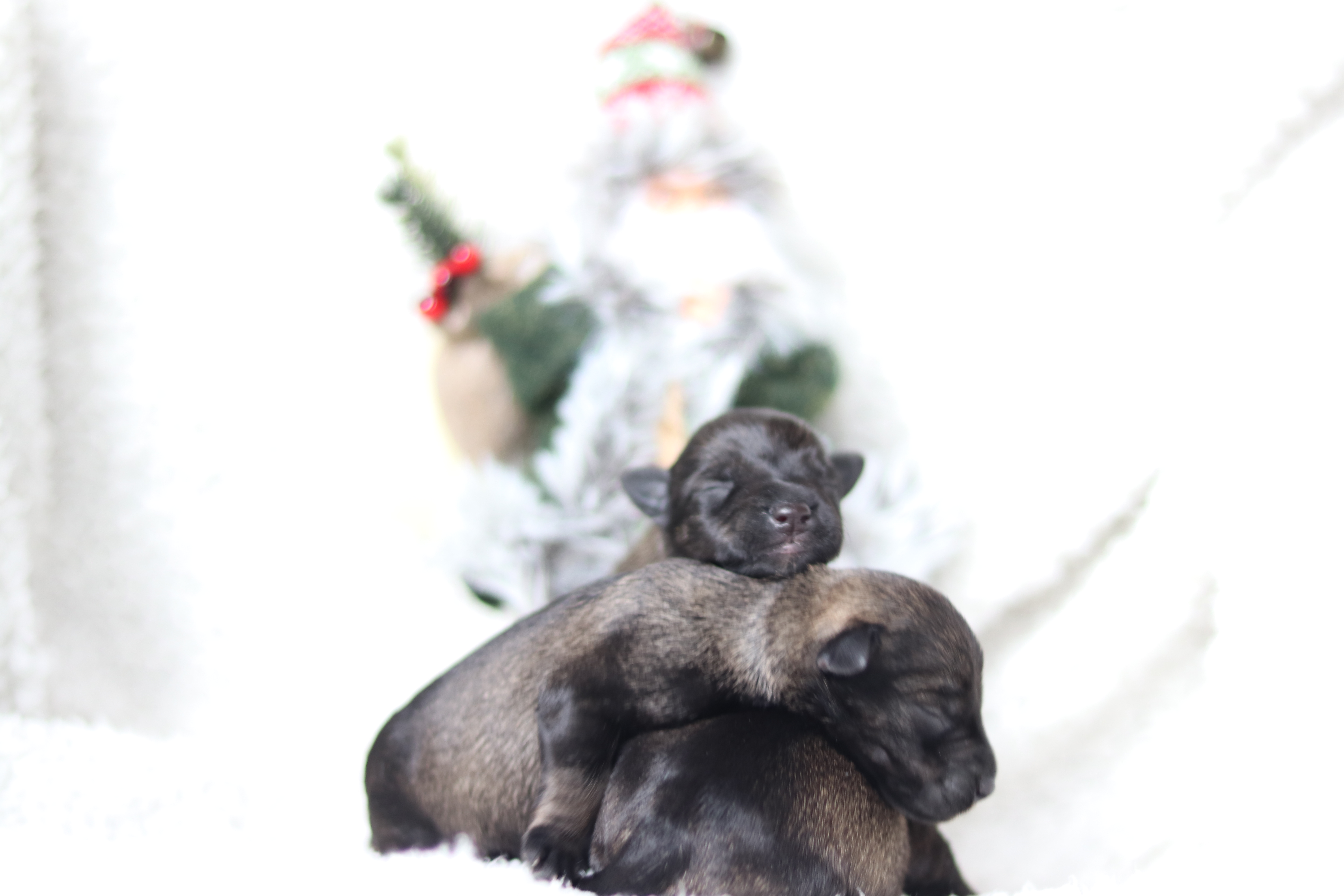 Törpe schnauzer kiskutya eladó snaci