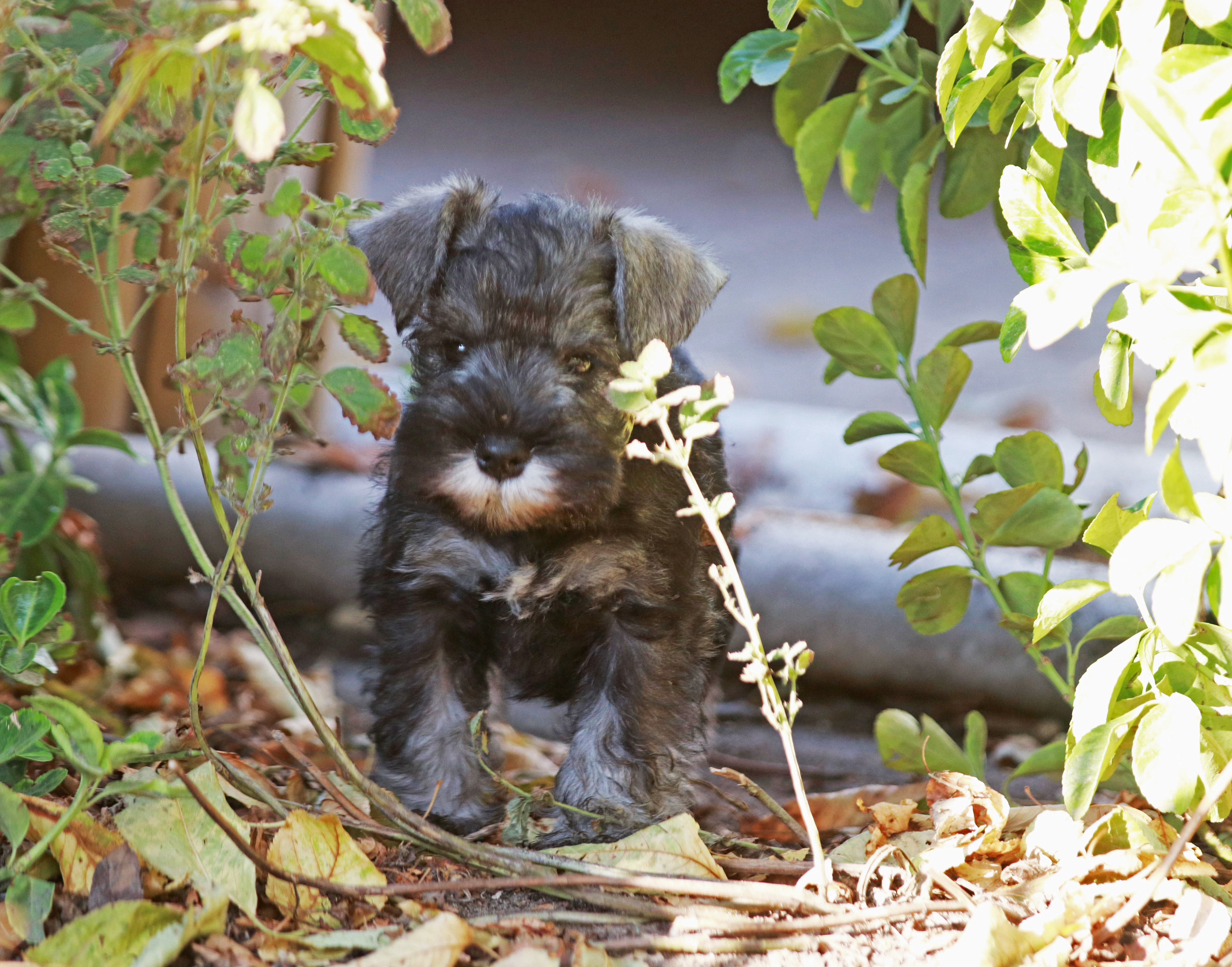 Törpe schnauzer kiskutya eladó snaci miniature schnauzer puppy 