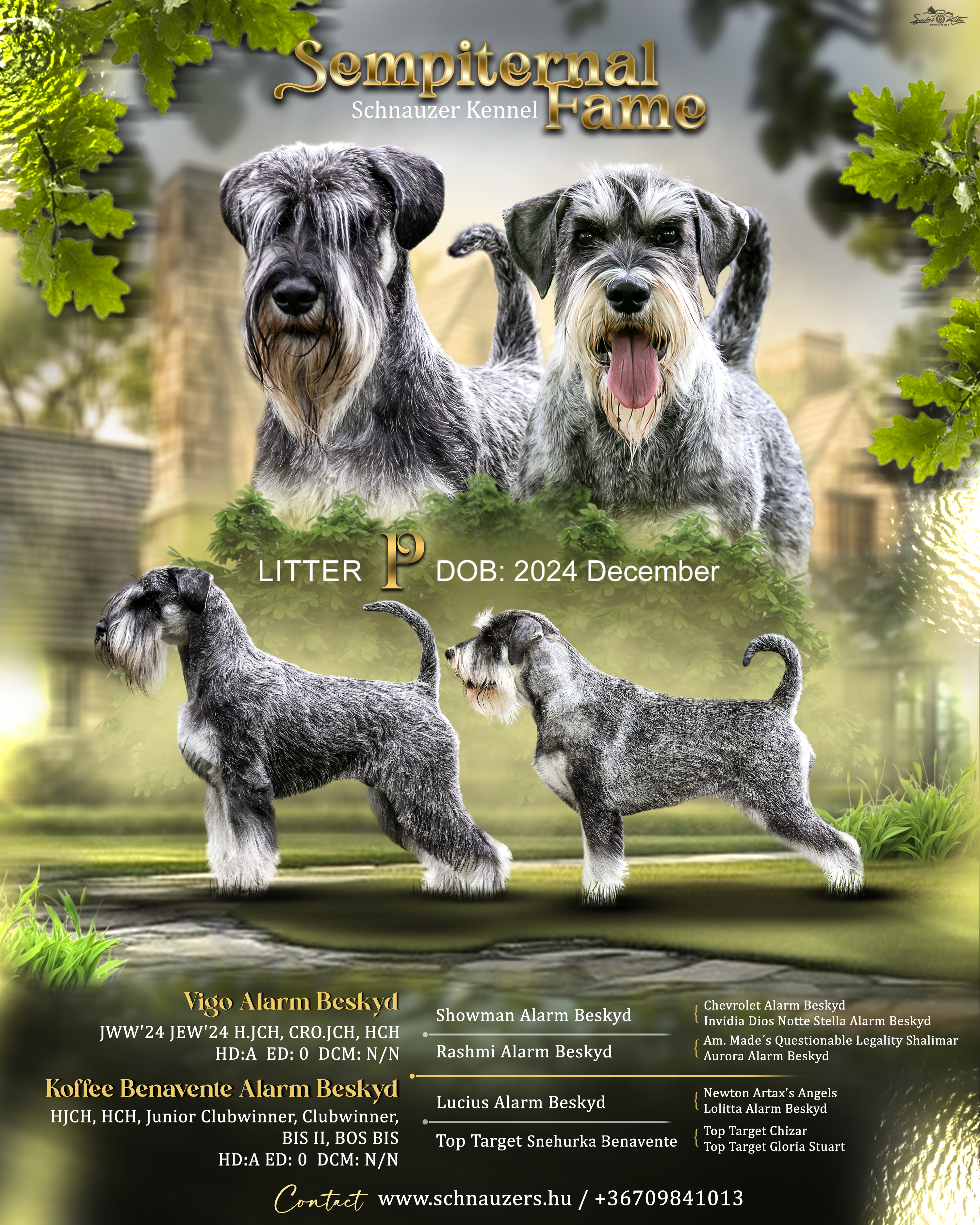 Közép schnauzer