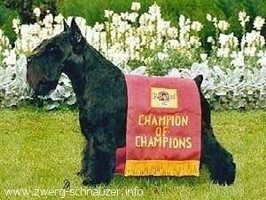 Schnauzer color shades