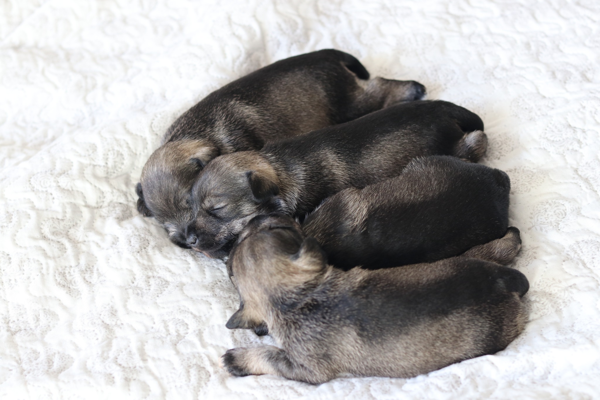 Törpe schnauzer