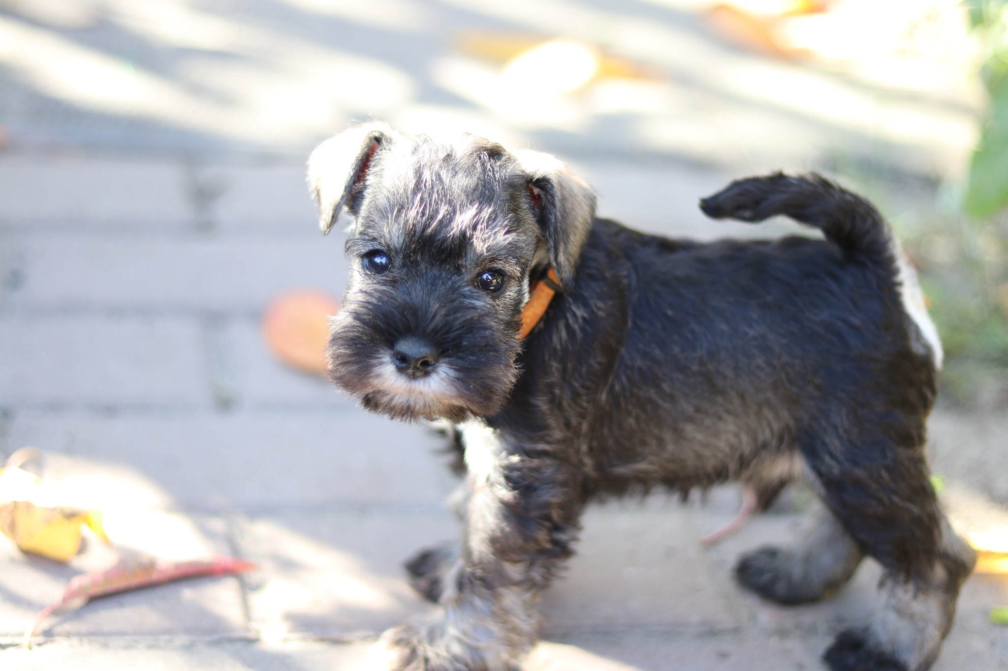 Schnauzer puppy available Europe Hungary