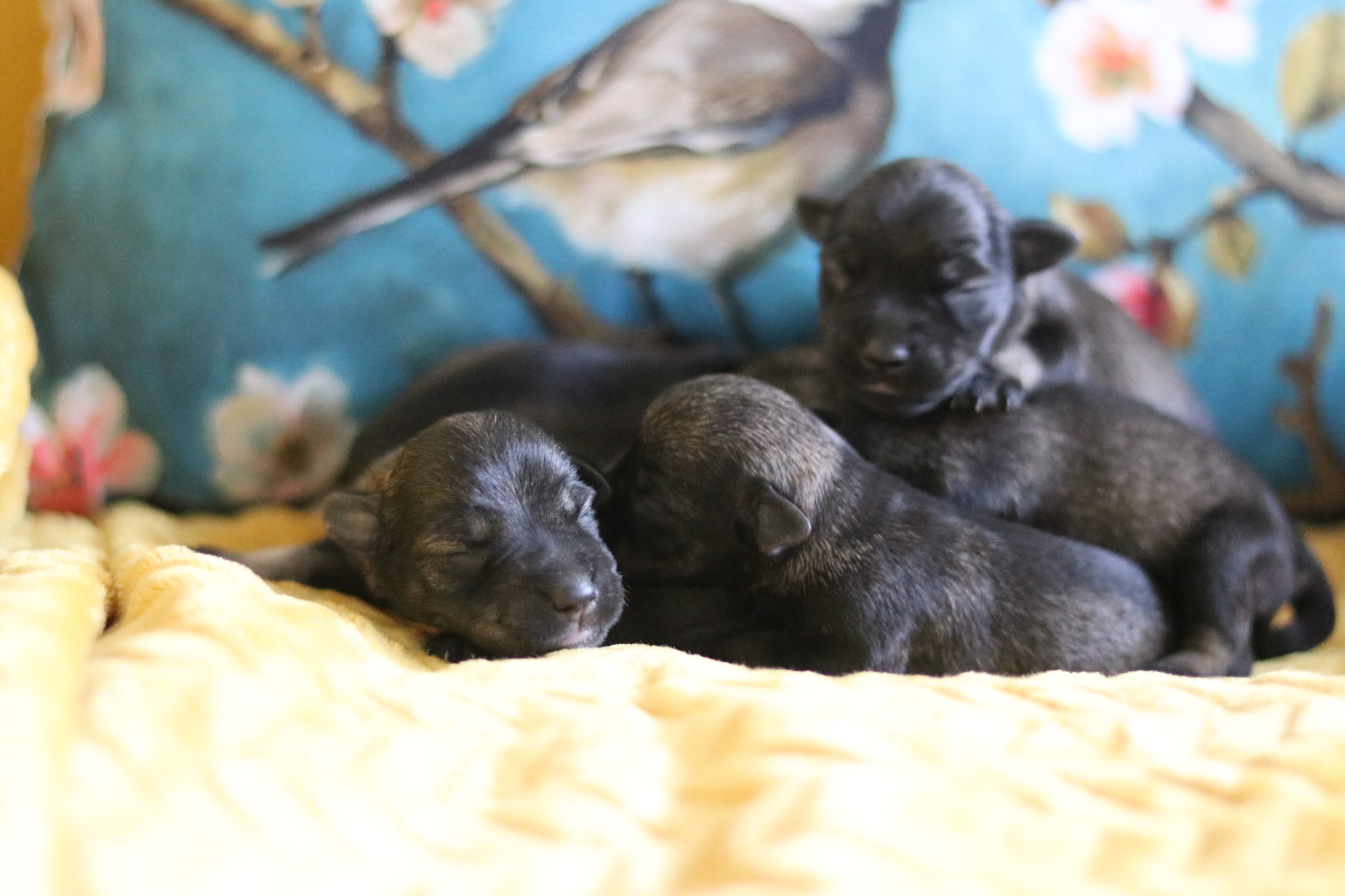 Törpe schnauzer kölykök