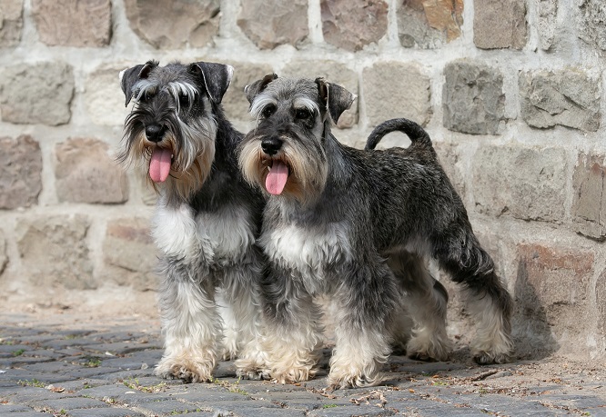 schnauzer2022 1219 másolat 1