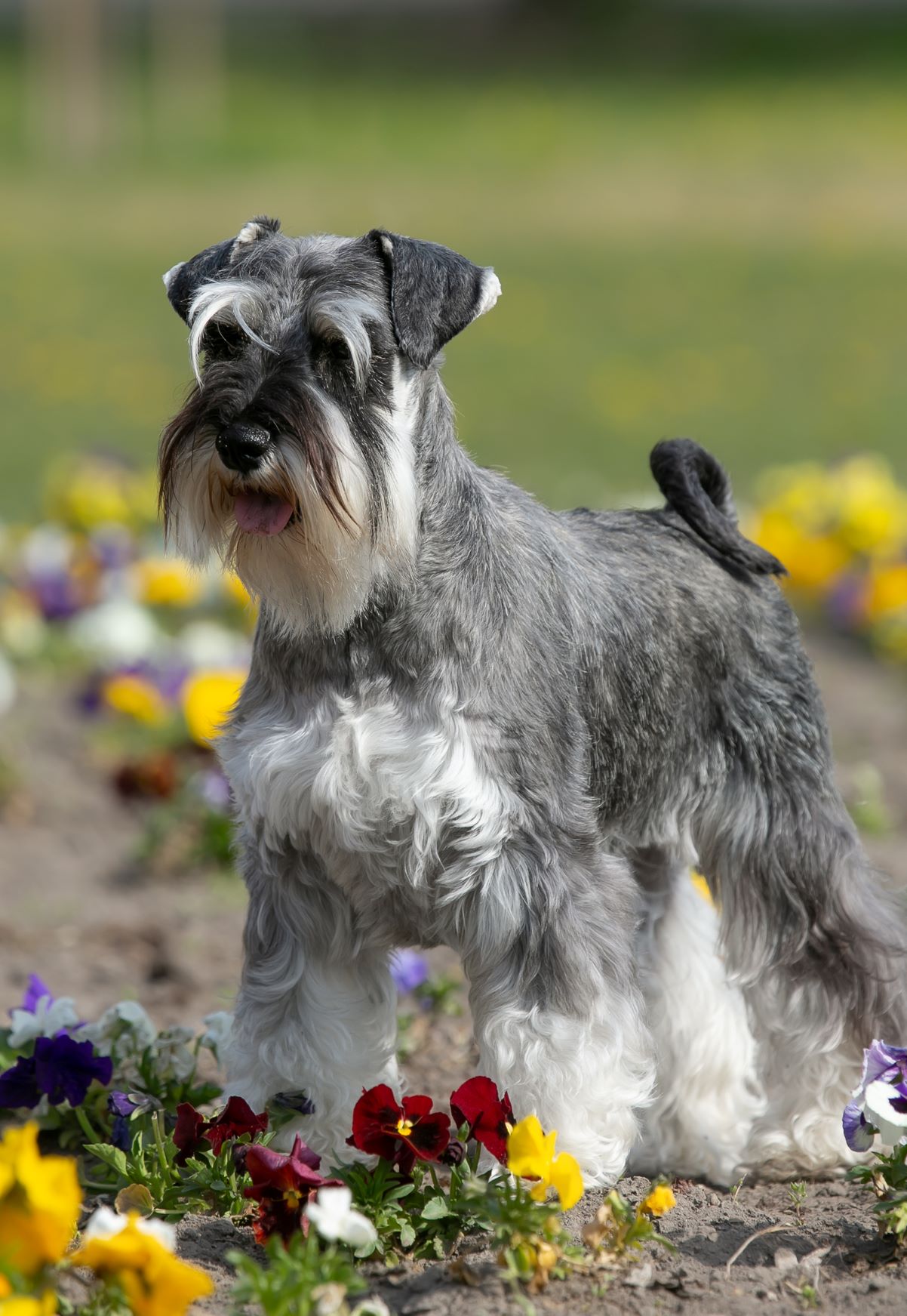 schnauzer2022 192 másolatkis