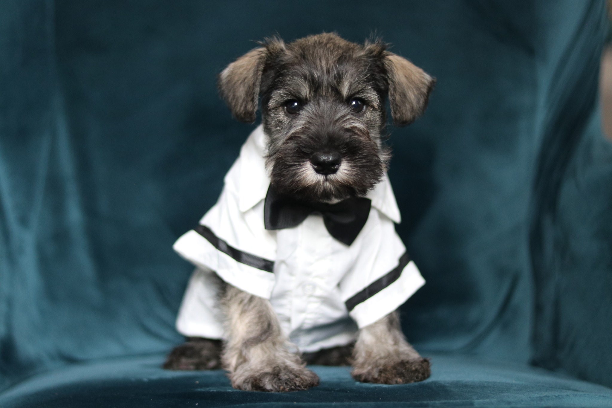 Törpe schnauzer kiskutya