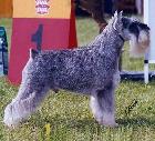 Schnauzer color shades
