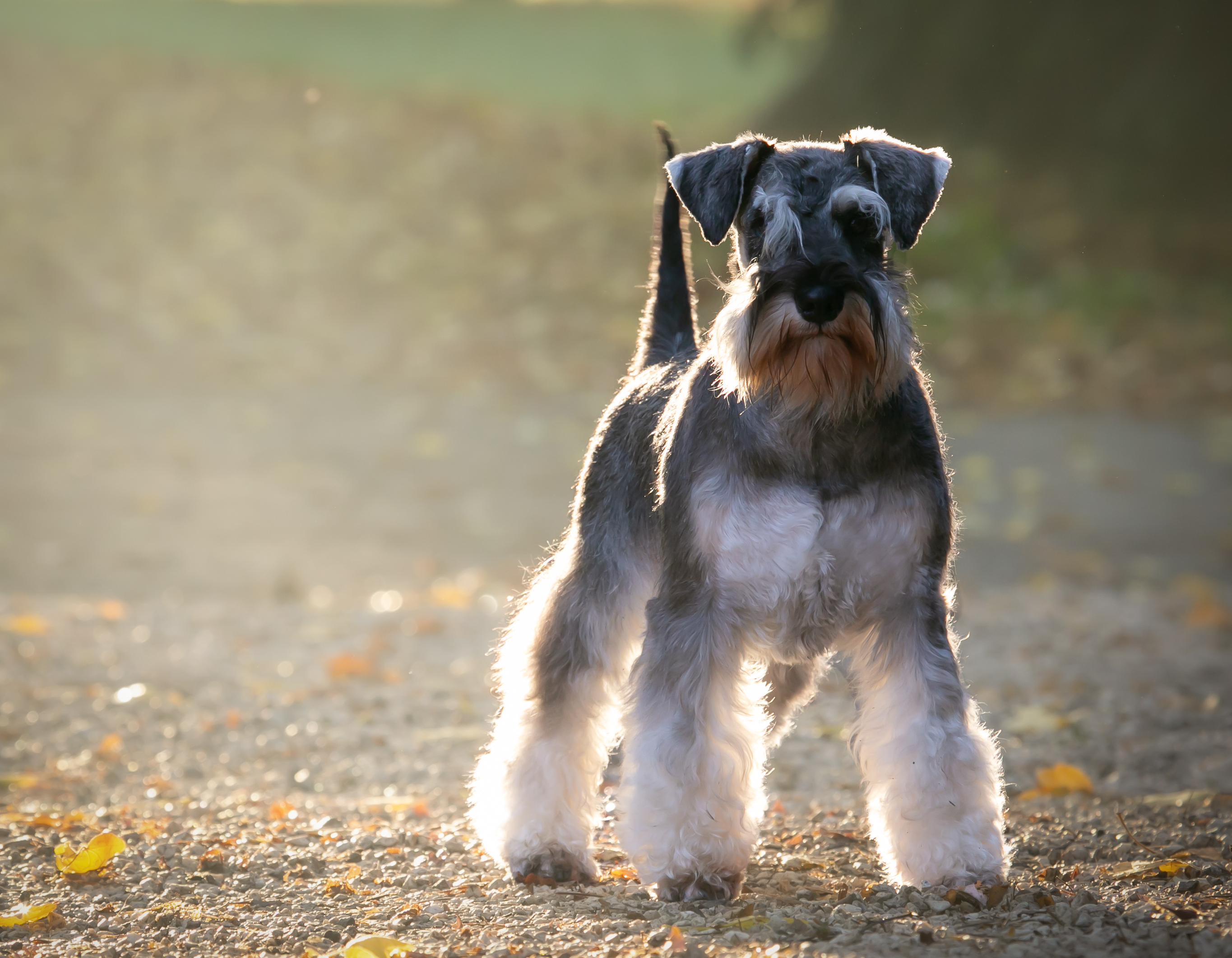 Schnauzer
